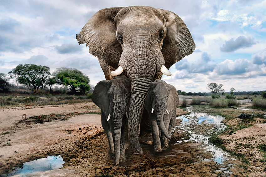 Erna Walraven, Senior Emeritus Curator at Taronga Zoo