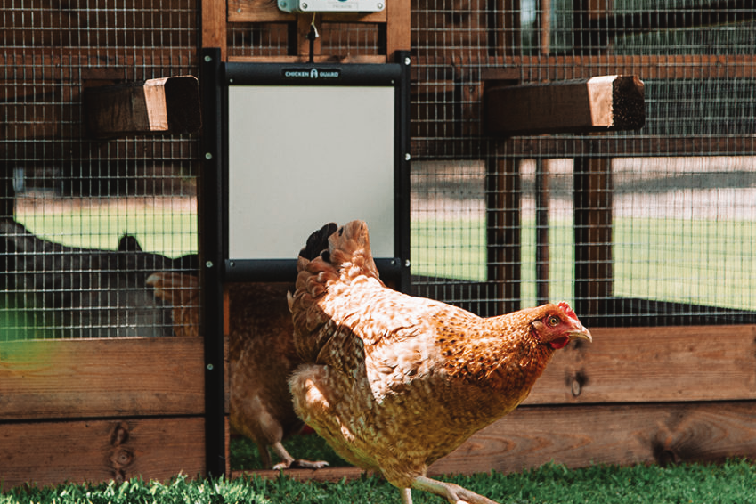 New Invention Keeps Your Hens Zen