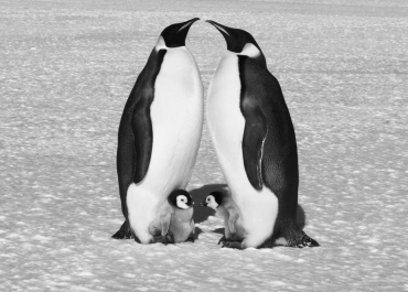Wild Fathers What Wild Animal Dads Teach Us About Fatherhood Erna Walraven